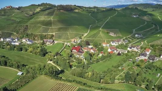 Rebstock Durbach - 37