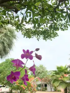 Soda Resort - 5