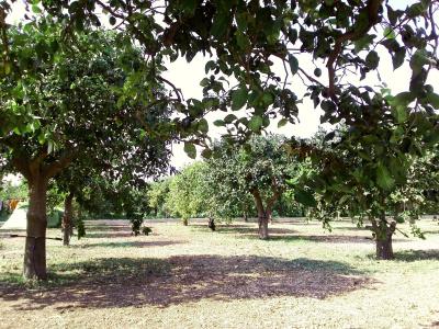 Agriturismo Terra dei Limoni - 21
