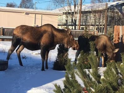 Arctic Adventure Hostel - 11