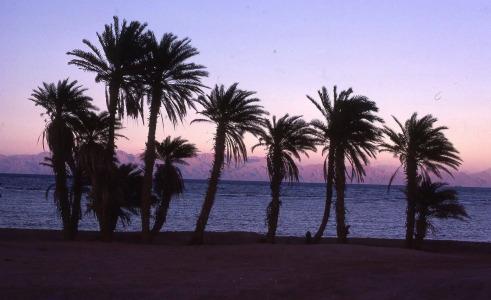 Star of Dahab - 3