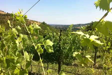 Agriturismo Ben Ti Voglio - 15