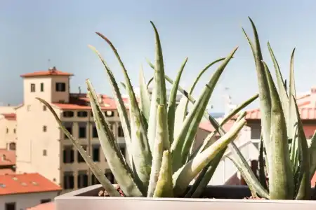 Agave in città - 105