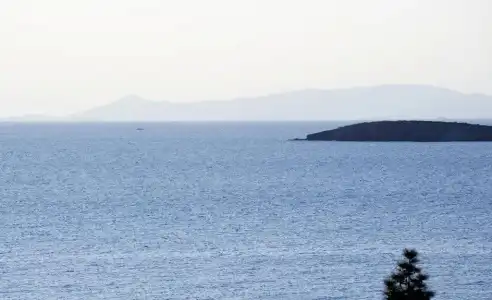 Amarilia - 45