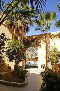 Sun Palm - 43