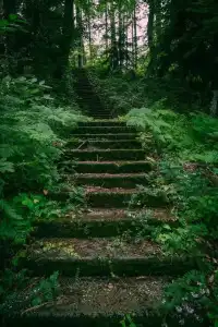 Nunisi Forest & SPA - 1