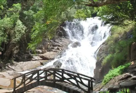 Dalat Vanilla - 12