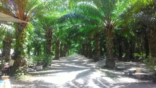 Palm Kaew Resort Krabi - 34