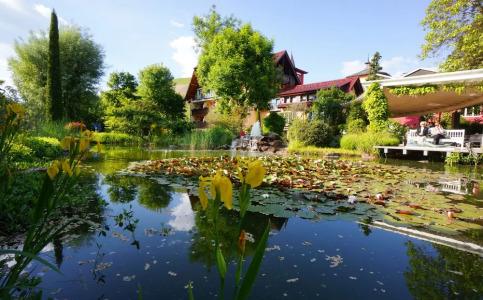 Rebstock Durbach - 48