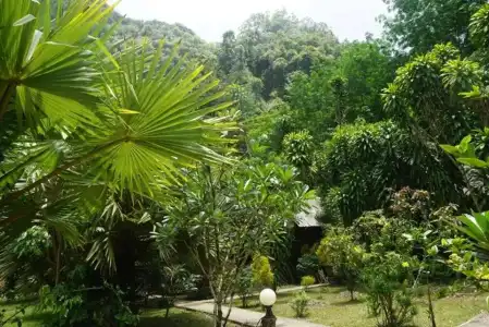 Khao Sok Green Mountain View - 11