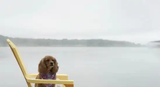 Calm Waters Cabin Resort - 14