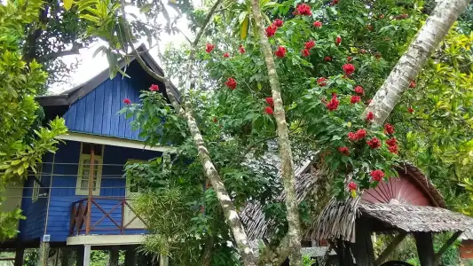 Tree Top River Huts - 36