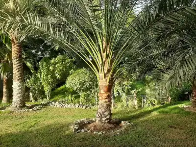 Daraysh Resort - 15