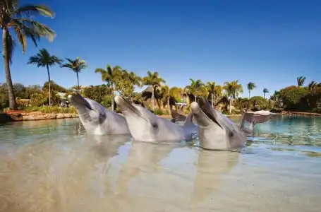 Sea World Resort - 47