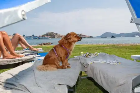 Airone Isola d'Elba - 22