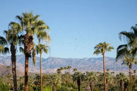 The Saguaro Palm Springs - 80