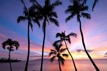 Napili Kai Beach Resort - 86