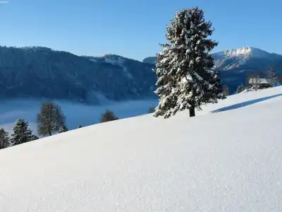 Mountain Chalet With Garden & Parking in Grindelwald - 5