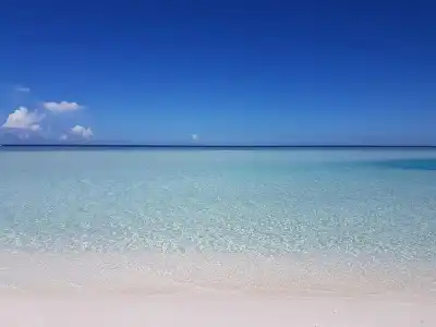 Palm Garden - 18