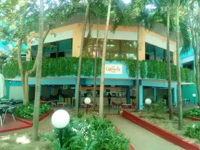 Tulipan - 8