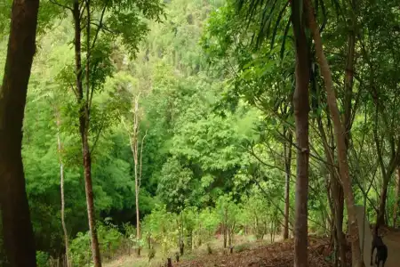 Sam's Jungle Guesthouse - 9