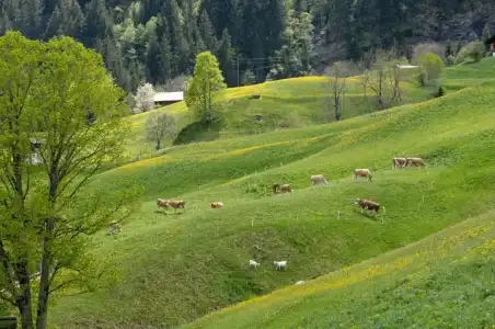 Aspen alpin lifestyle Grindelwald - 85