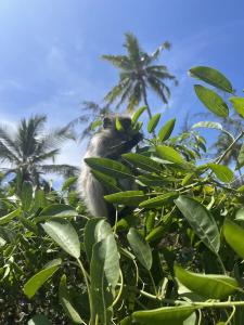 Kivuli Beach Resort - 23