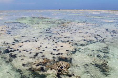 Ujamaa Beach Resort Zanzibar - 15