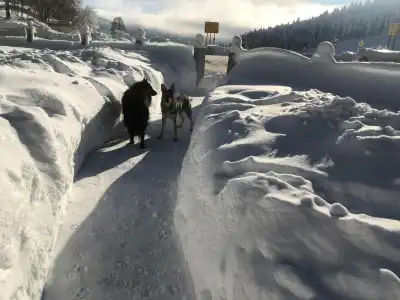 Hochkopfhaus zum Auerhahn - 17
