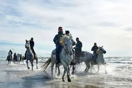 Hôtel Le Neptune en Camargue - 35