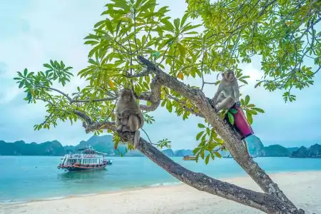 Halong Fantasea Cruise - 106