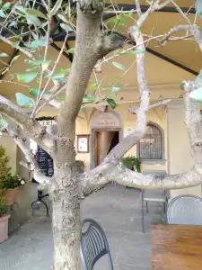 Giovanni da Verrazzano - 16
