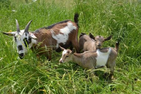 Rotes Einhorn - 32