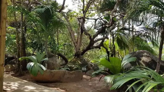 Cashew Nut Grove Chalets - 18