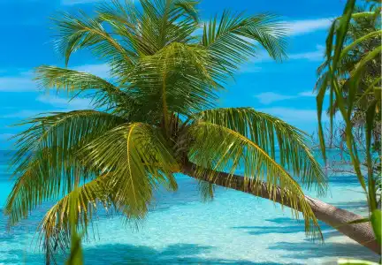 Dhiguveli Maldives - 36
