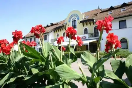 Orchidea - 10