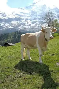 Aspen alpin lifestyle Grindelwald - 41