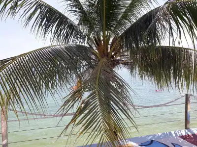 Papillon Resort - 26