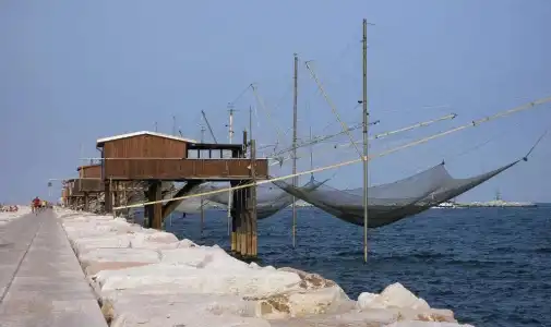 Ragno D'Oro - 7