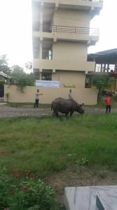 Sauraha Resort - 3