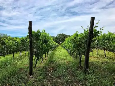 La Fraschetta - 9
