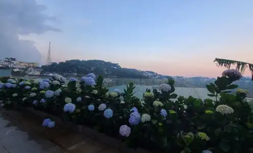 The Luxe Da Lat - 309