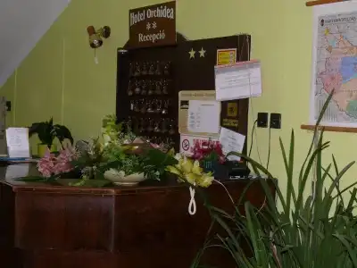 Orchidea - 0