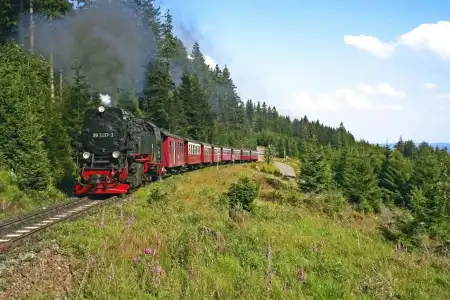 RingWeißer Hirsch - 14