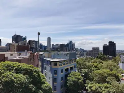 Sydney Wattle - 19