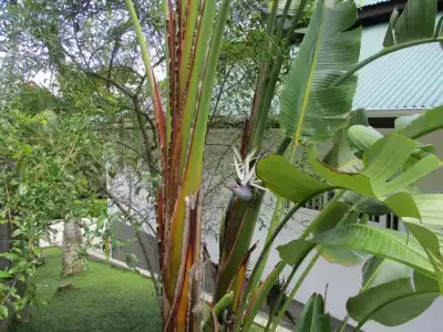 Chalets Bougainville - 126