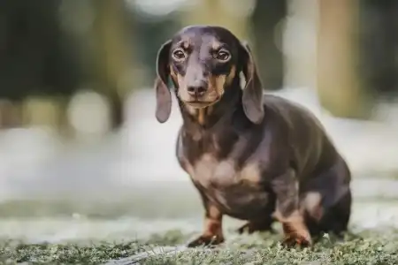 Arabella - 25