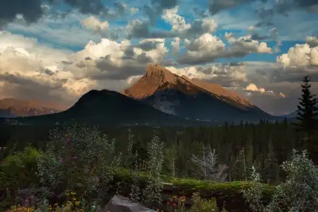 The Juniper - 16