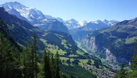 Alpenkräuter Bären - 8