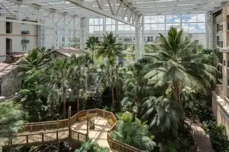 Gaylord Palms Resort & Convention Center - 15